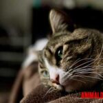 Depresión en gatos: Causas, como detectarla y como ayudarlo