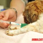 Eutanasia en perros: que es, como prepararse para ello y cuando aplicarla