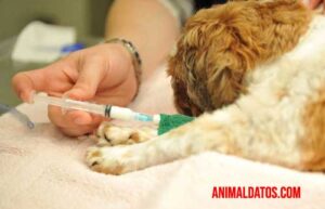 eutanasia en perros