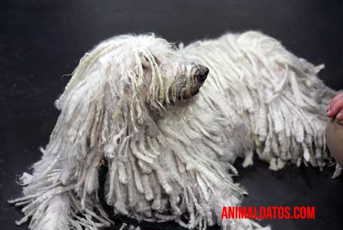 komondor caracteristicas