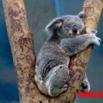 Curiosidades de los marsupiales que probablemente no conocías