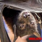 Como ahuyentar murciélagos de mi hogar de forma segura