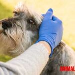 Como desinfectar a un perro luego de un paseo: método rápido y profundo