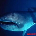 Tiburón boquiancho: características, alimentación, hábitat y comportamiento