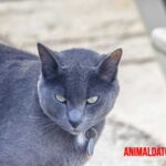 Gato azul ruso: Características, carácter y cuidados