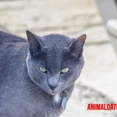gato azul ruso