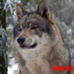 ¿Los lobos atacan a las personas o solo es un mito?