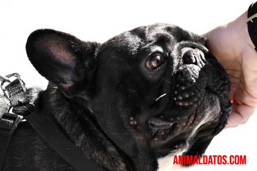 mascota puede sustituir a una persona