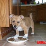 ¿Por qué mi perro saca la comida del tazón? Explicación del comportamiento