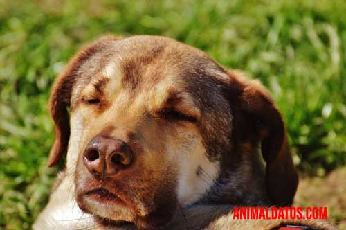 protección solar en perros