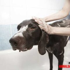 shampoo casero para perros