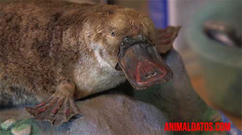 animales que no sabías eran ovíparos