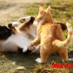 Como separar a dos gatos que se pelean de manera segura y evitar se repita