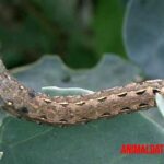 El gusano cogollero: el gran destructor de campos de maíz