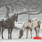 Como cuidar caballos en invierno y ayudarlos a pasar esta estación tan fría