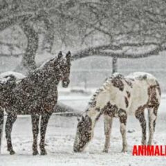 como cuidar caballos en invierno tips