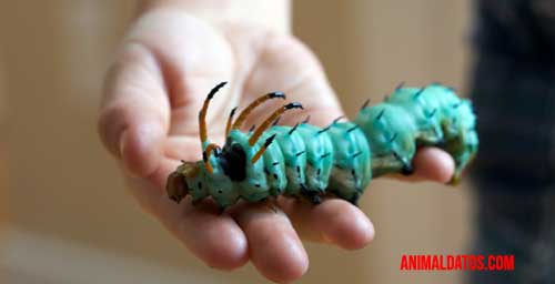 tipos de oruga Oruga diablo cornudo del nogal