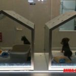 Hoteles para animales: Que son, como funcionan y desventajas