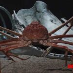 Cangrejo araña japonés, el crustáceo gigante del mar de Japón