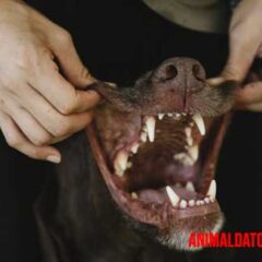 curiosidades de los dientes de los perros