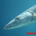 Todo sobre las barracudas: características, alimentación y datos del tigre de los mares