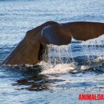 Curiosidades de las ballenas divertidas de compartir
