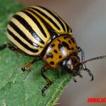 Escarabajo de la patata: características, hábitat y control de esta plaga