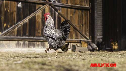 estrés térmico en aves