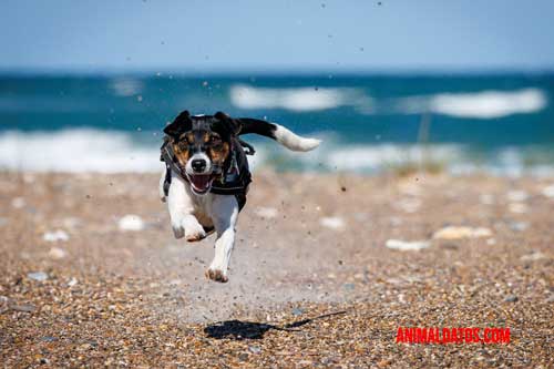 Cuidados de un perro al llevarlo a la playa
