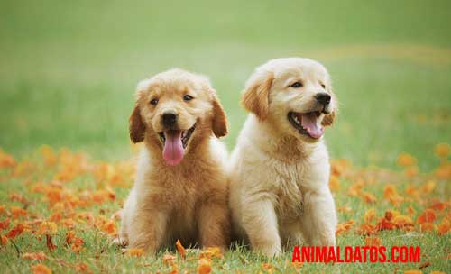 perros peludos y pequeños