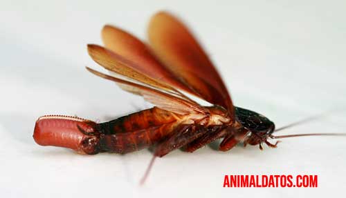 Porque nos dan miedo las cucarachas porque nos dan miedo las cucarachas