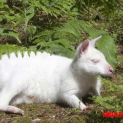 Las causas del albinismo en animales