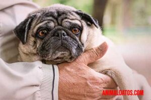 Síndrome de Cushing en perros