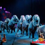 Los 5 animales más tradicionalmente usados en los circos