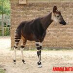 Okapi: Todo lo que necesitas de este animal que parece una jirafa miniatura