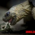 Cómo hacer una dieta equilibrada para tu tortuga: puntos importantes