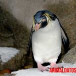 Pingüinos macaroni: Descubre todo sobre esta especie única