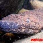 Salamandra gigante china: Características, comportamiento, alimentación y más