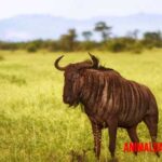 El ñu: Todo lo que necesitas saber sobre este animal africano, desde características hasta datos curiosos