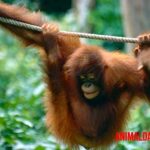 Orangután de Borneo: características generales, conservación y otros datos