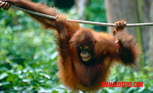 orangután de borneo