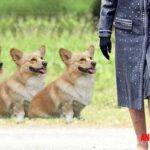 Datos curiosos de los perros de la reina Isabel que te gustarán