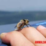 ¿Qué significa que una abeja se te acerque? Conoce varias interpretaciones