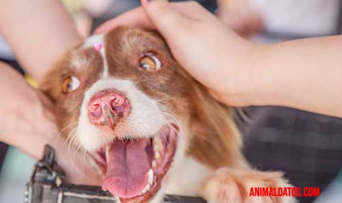 adopción responsable en la era digital adopción responsable en la era digital