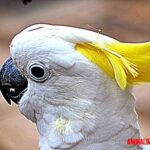 Cacatúa galerita, todo sobre esta hermosa ave de Australia