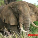 Elefante indio: todo sobre uno de los seres terrestres más grandes del mundo