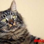 Gato Maine Coon: características y cuidados de este hermoso gato