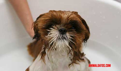 limpieza de las orejas de tu mascota limpieza de las orejas de tu mascota