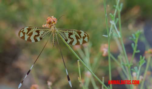 5 animales que sufren metamosfórsis, que no son la oruga