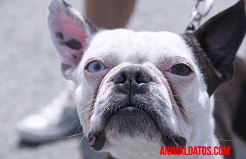 Las razas de perros más propensas a morder